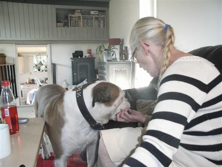 Amerikansk bulldog Tyson - Nu tager jeg din hånd billede 12