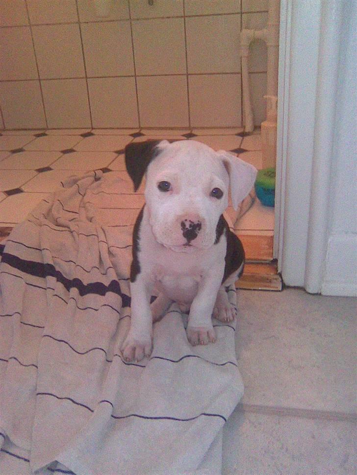 Amerikansk staffordshire terrier Coco billede 13