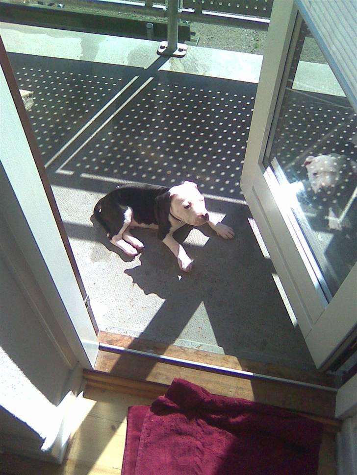 Amerikansk staffordshire terrier Coco billede 14