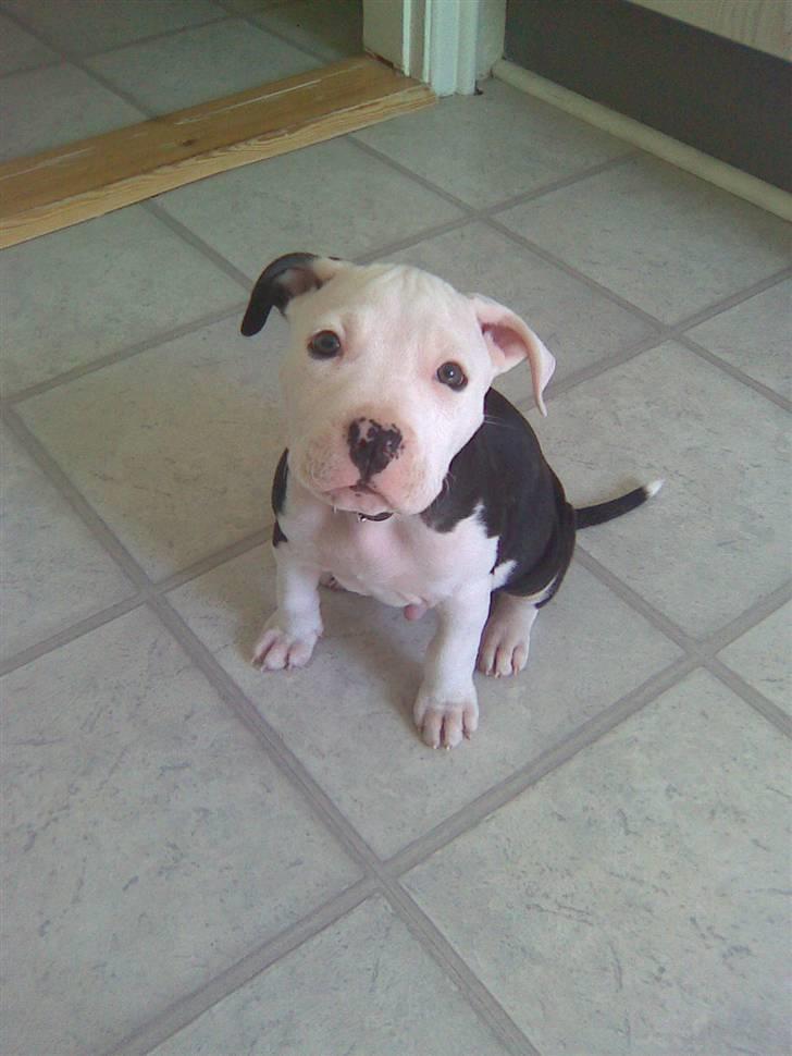 Amerikansk staffordshire terrier Coco billede 15