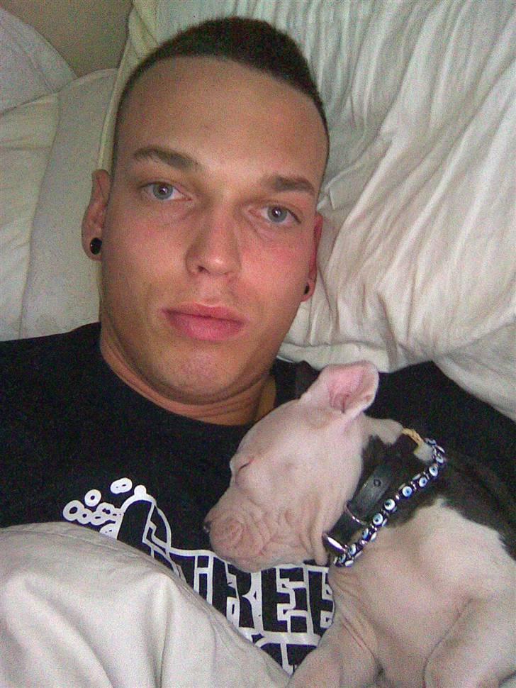 Amerikansk staffordshire terrier Coco billede 16