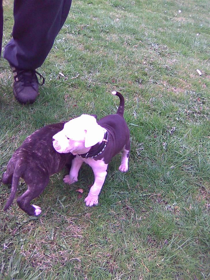 Amerikansk staffordshire terrier Coco billede 17