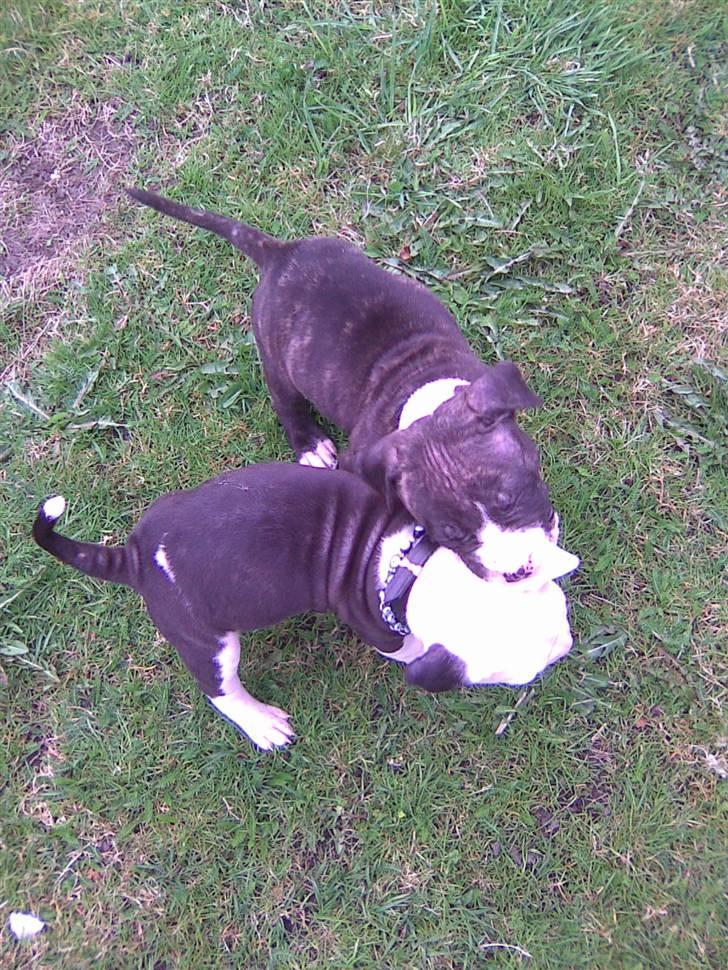 Amerikansk staffordshire terrier Coco billede 18