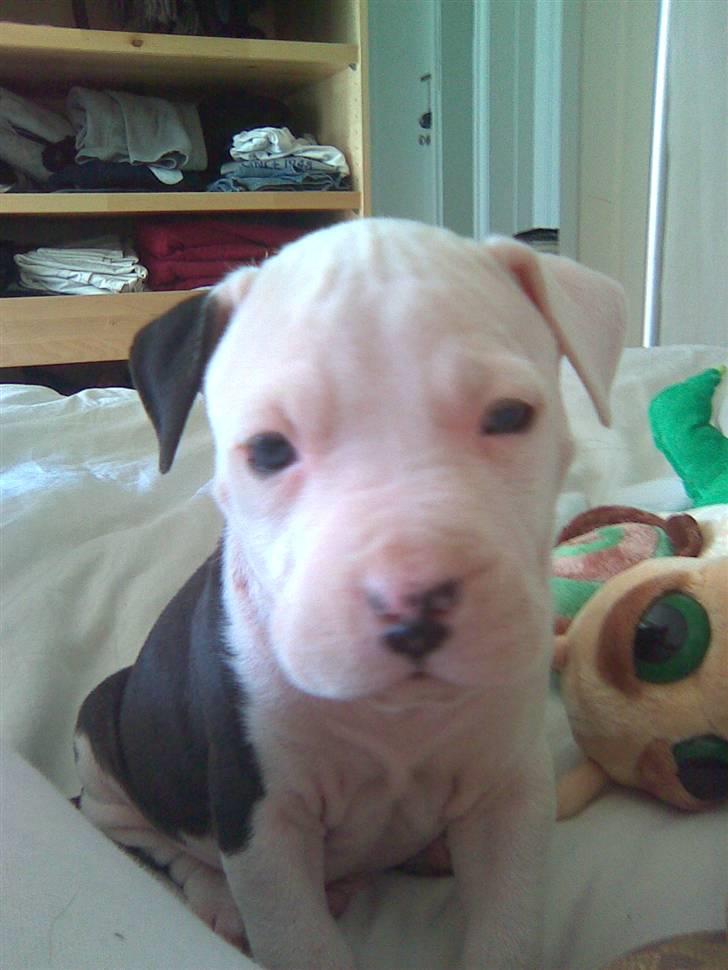 Amerikansk staffordshire terrier Coco billede 19