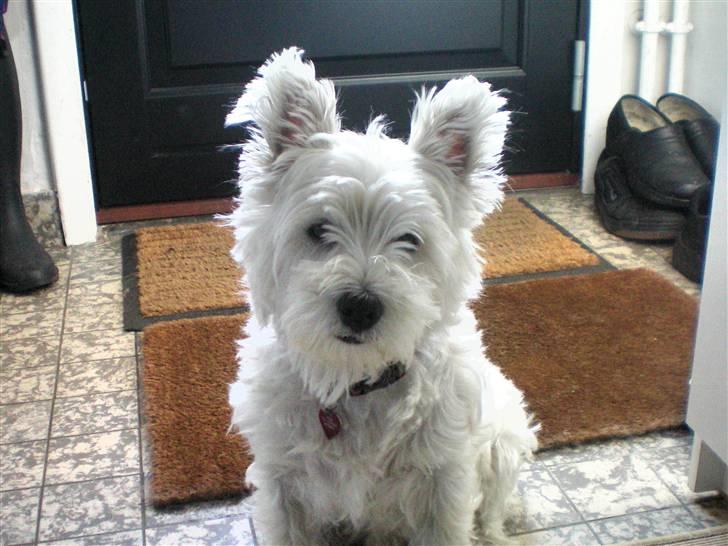 West highland white terrier Vicki # Den bedste!# - Tusind potte tryk fordi i ville bruge lidt tid på at se nogle billeder af mig, jeg håber i syntes om mig. Farvel!! billede 17