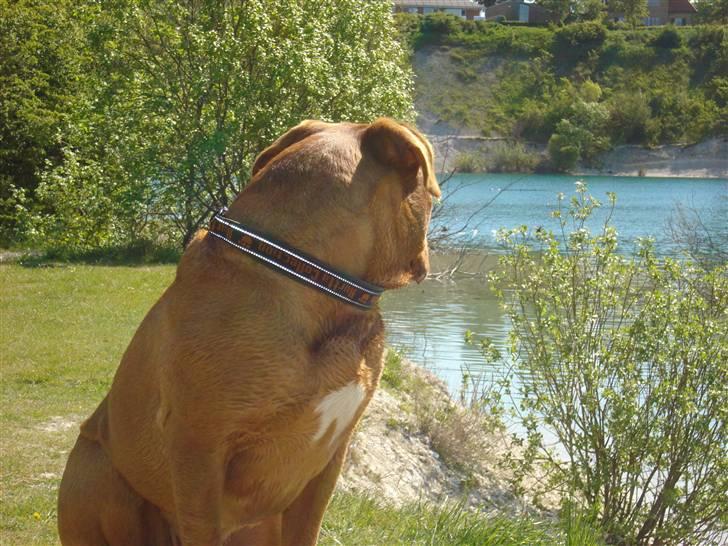 Dogue de bordeaux Kenzo *-- R.I.P --* - Tak fordi i kiggede med ;) billede 13
