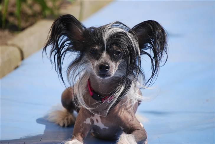 Chinese crested hårløs Chanel - Er jeg ikke smuk. billede 1