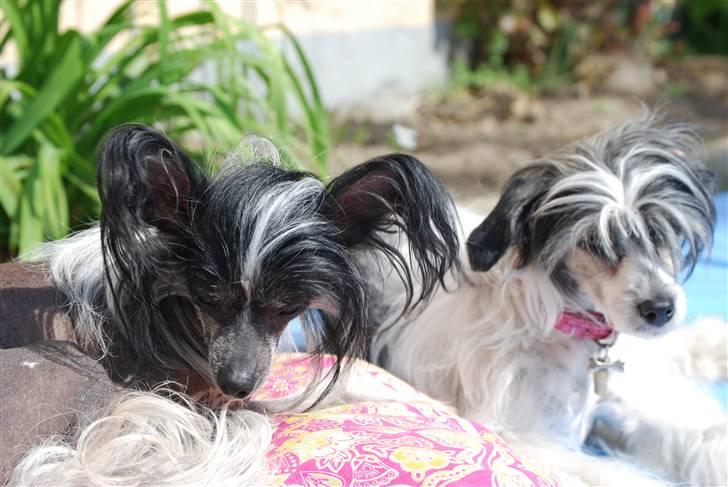 Chinese crested hårløs Chanel - Hun er go`nok billede 2