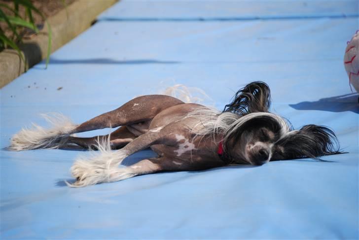 Chinese crested hårløs Chanel - Det er bare varmt i dag. billede 3