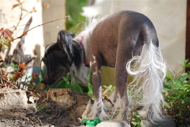 Chinese crested hårløs Chanel - Så er man igan med at spise mine blomster. billede 4