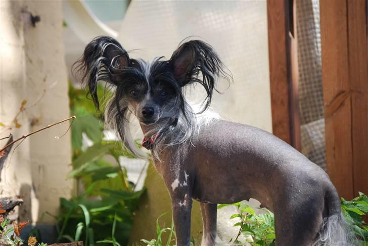 Chinese crested hårløs Chanel - Og her bliver man opdaget. billede 5