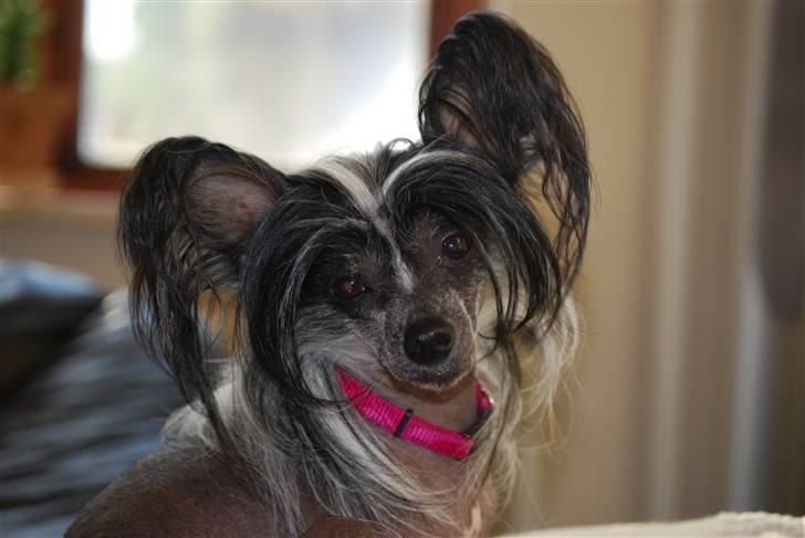 Chinese crested hårløs Chanel billede 6