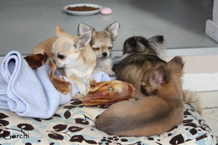 Chihuahua *Elliot <3* billede 10