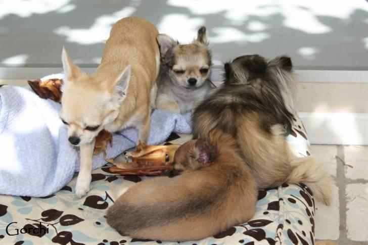 Chihuahua *Elliot <3* billede 11