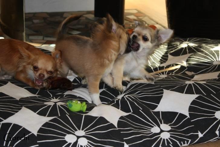 Chihuahua *Elliot <3* billede 12