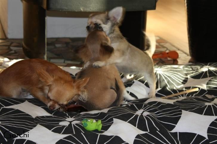 Chihuahua *Elliot <3* billede 13