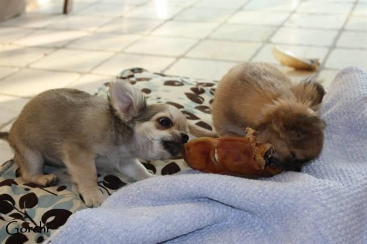 Chihuahua *Elliot <3* billede 14