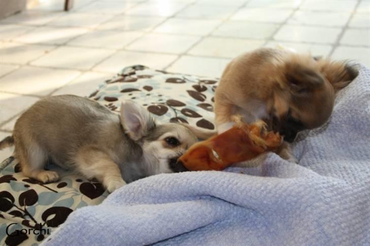 Chihuahua *Elliot <3* billede 15