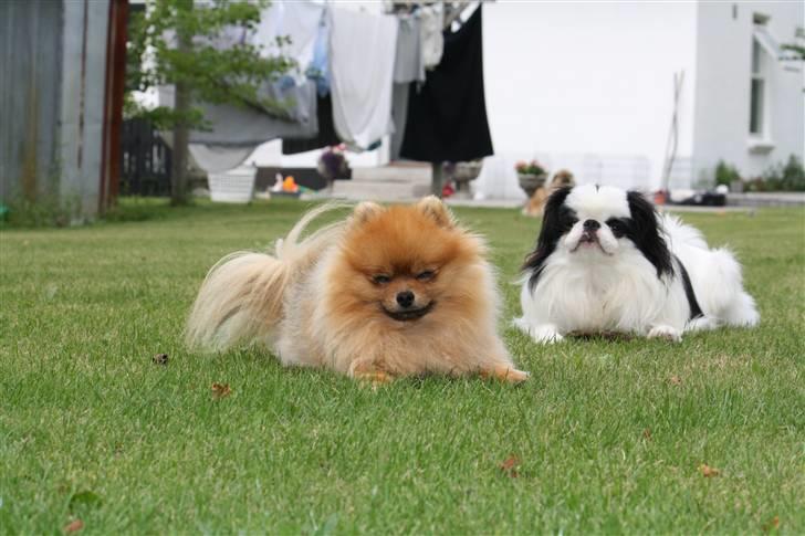 Pomeranian Ringklokken Fisen billede 9