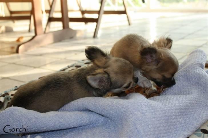 Chihuahua *Elliot <3* - To lys på et bord.... <3 billede 16