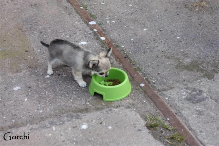 Chihuahua *Elliot <3* - Vi venter på færgen på Århus havn.. man kan vel lige få tiden til at gå med lidt mad =oP billede 17