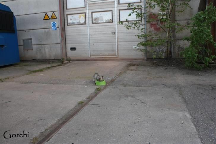 Chihuahua *Elliot <3* billede 18