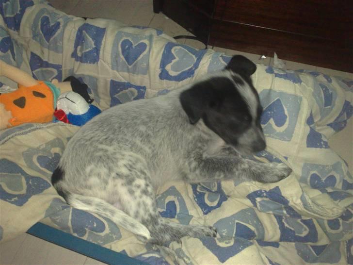 Blanding af racer Mille - mille slapper af på sit tæppe billede 11