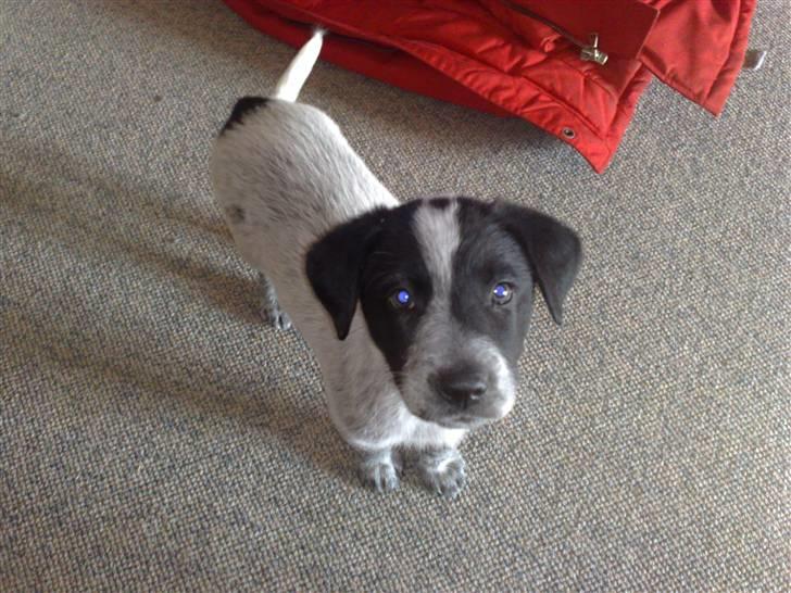 Blanding af racer Mille - mille driller sin far og vil ikke stå stille billede 12