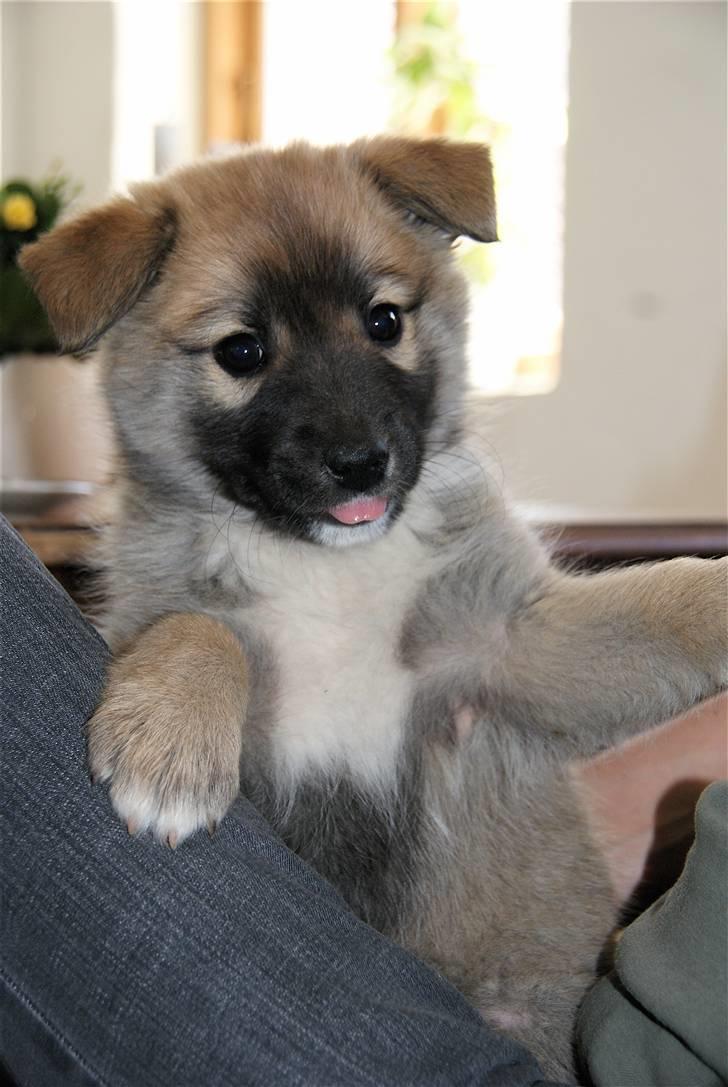 Islandsk fårehund Fala - 7 uger gammel, og en rigtig bandit! :-) billede 10