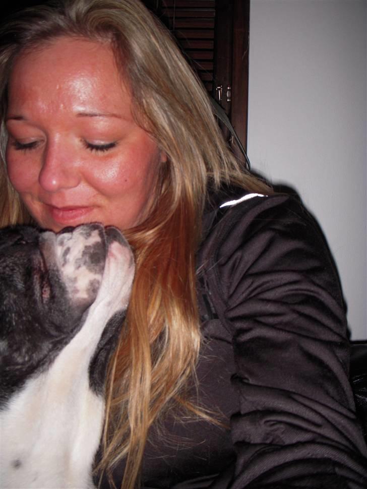 Engelsk bulldog Kahlua billede 14