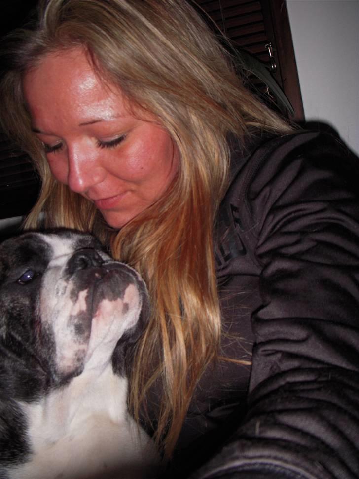 Engelsk bulldog Kahlua billede 15