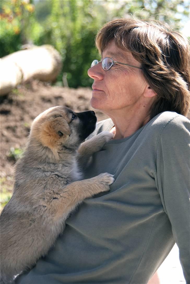 Islandsk fårehund Fala - 7 uger gamle Fala, og min mammasan som model. billede 11
