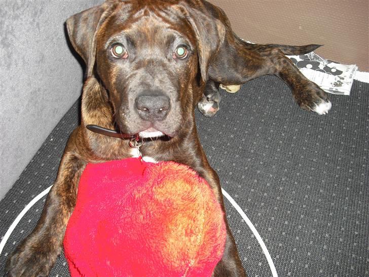 Blanding af racer Chilo billede 13