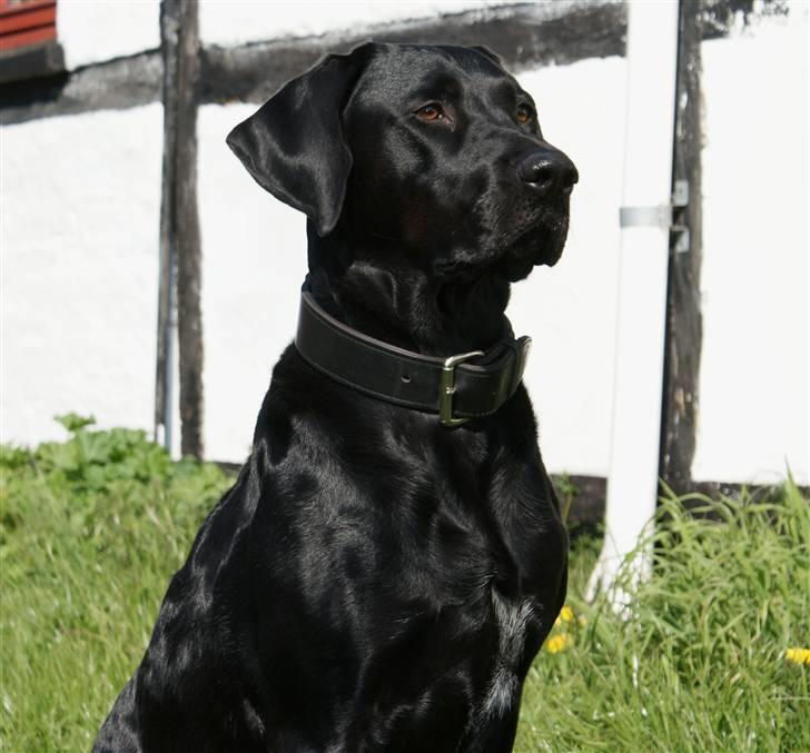 Blanding af racer Charlie 10/2-06 - 1/12-09 billede 17