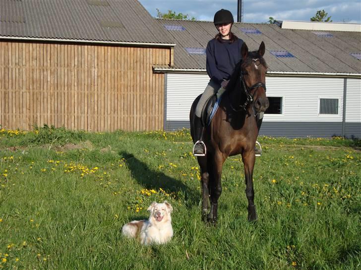 Australian shepherd twister - Twister med mig og min hest:) billede 9