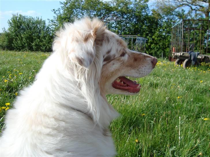 Australian shepherd twister billede 10