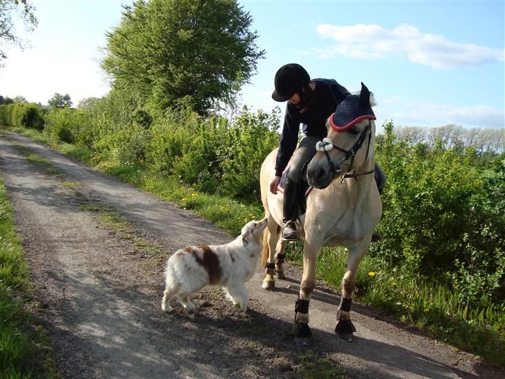 Australian shepherd twister - twister hilser på laika en pony jeg rider engang imellem :) billede 11