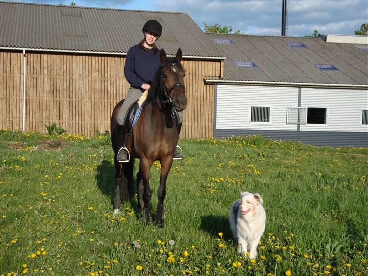 Australian shepherd twister - Twister med mig og min hest:) billede 12
