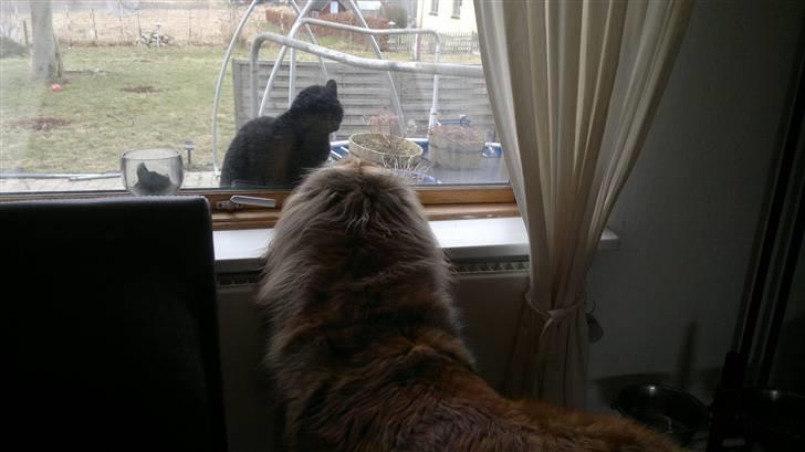 Leonberger folmer - hvorfor er der et vindue imellem billede 20