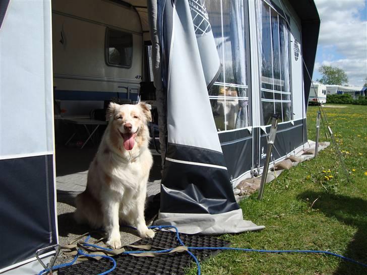 Australian shepherd twister - på camping billede 13