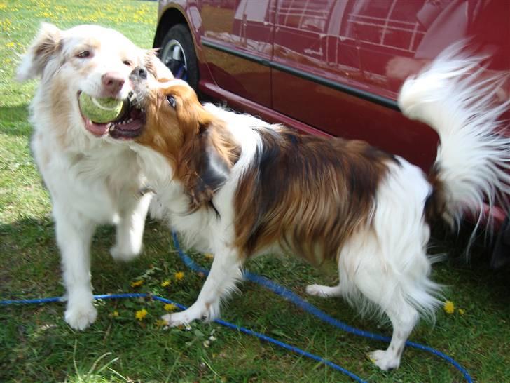Australian shepherd twister - bare rolig.. det er i leg mailo ser farlig ud:) billede 14