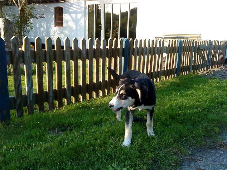 Blanding af racer Jack  billede 15