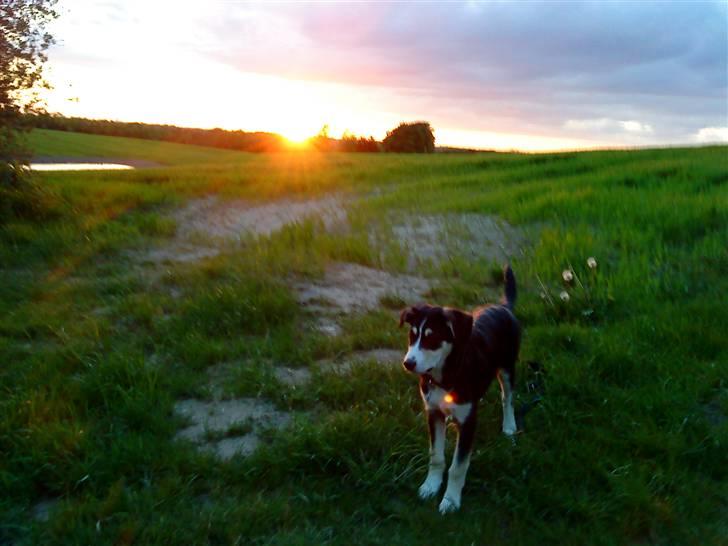 Blanding af racer Jack  billede 16