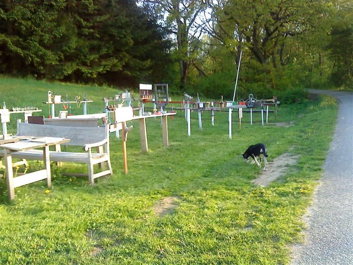 Blanding af racer Jack  billede 17