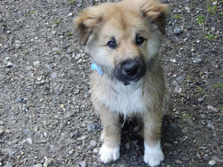 Islandsk fårehund James - (14 Uger) - Jeg sidder så fint... billede 1