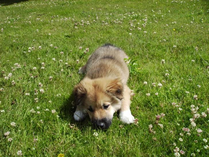 Islandsk fårehund James - (14 Uger) - Nyder solen og grasset.. billede 2