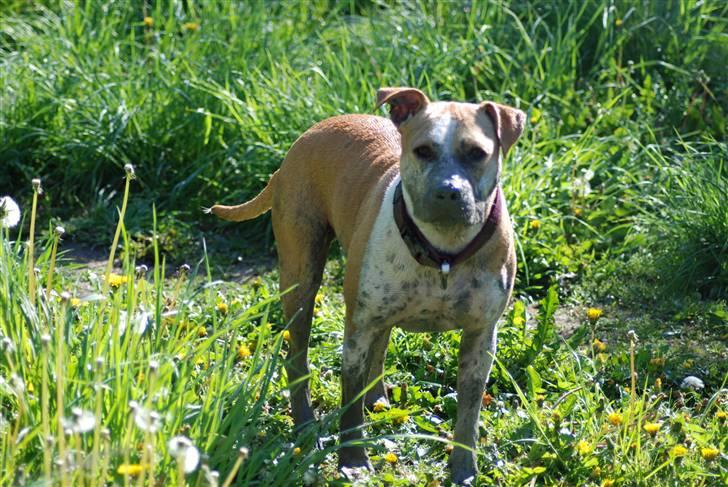 Amerikansk staffordshire terrier Chili - mmm mudder er bare dejligt billede 17