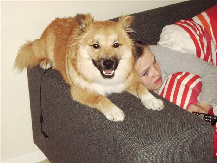 Islandsk fårehund James - 7 Mdr. Passer på mor når hun har tømmermænd... billede 3