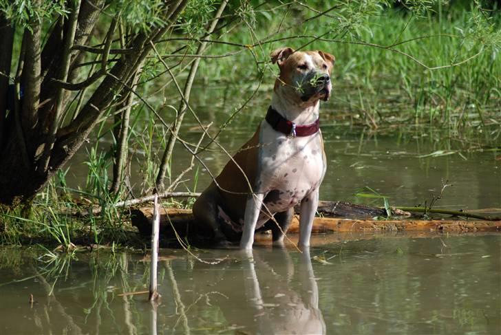 Amerikansk staffordshire terrier Chili billede 18