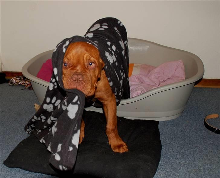 Dogue de bordeaux Deezel R.I.P billede 18